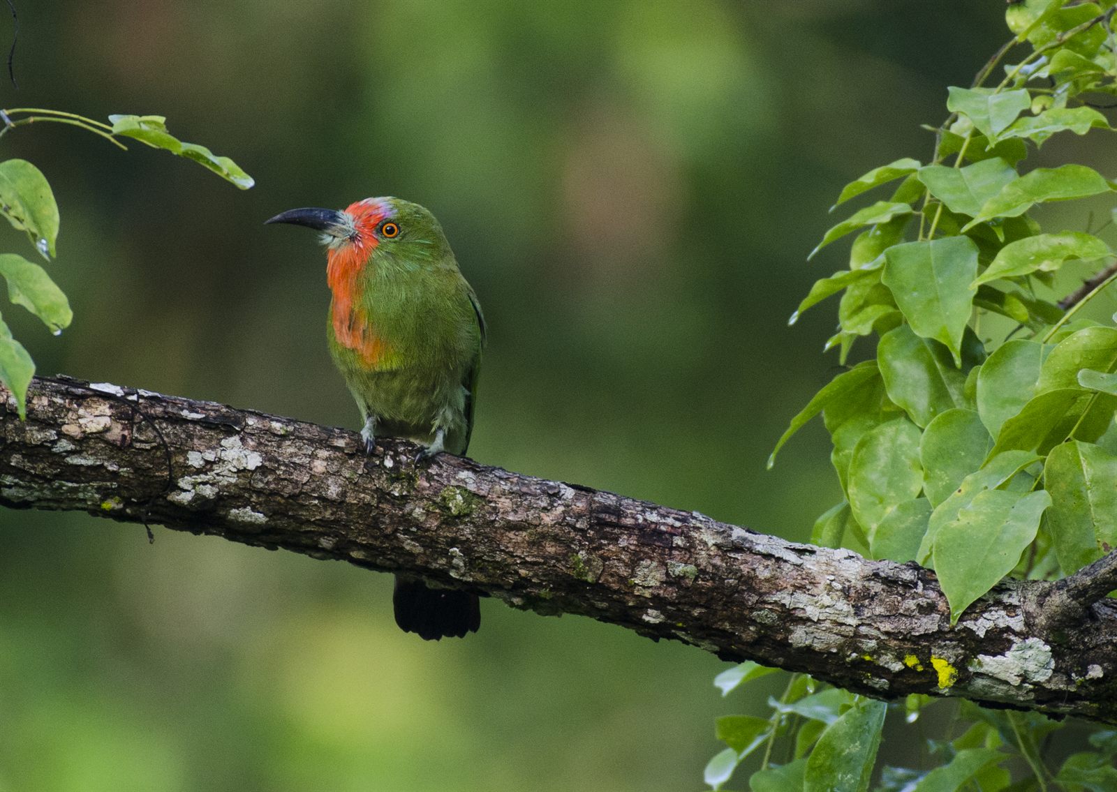 Red-bearded Bee-eater perched on a branch, Deramakot